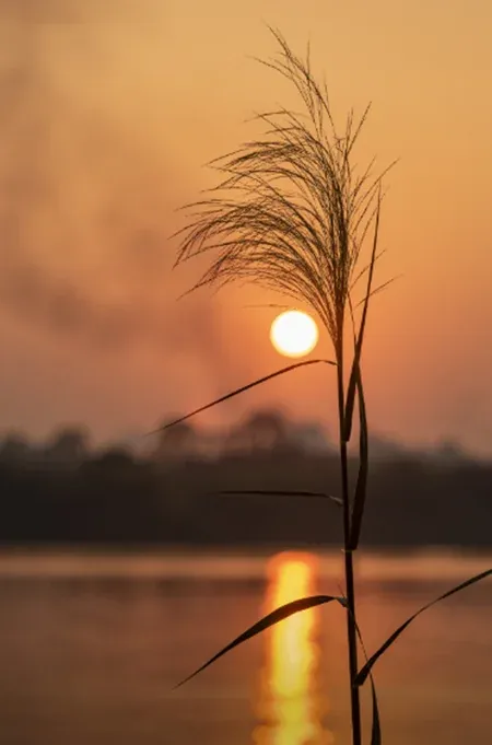 30+ ảnh hoàng hôn chill ngoạn mục · ảnh 1