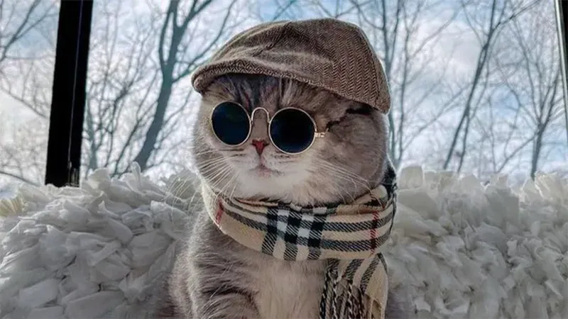 Bộ sưu tập 100+ avatar ảnh mèo cute đáng yêu · ảnh 2